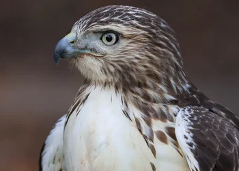 Hawk up close