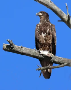 Eagle having a snack
