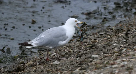 Crab Dinner
