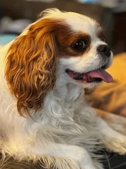 Bonnie, the beautiful Cavalier