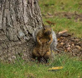 $squirrel adjusted 2.webp