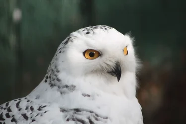 $snowy owl2.webp