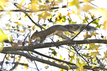 $squirrel.webp