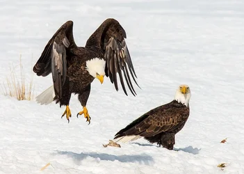 $eagles1_zpsd7711c3f.webp $eagles1_zpsd7711c3f.webp