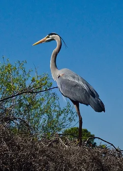 $standing heron2.webp
