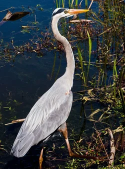 $stalking heron.webp