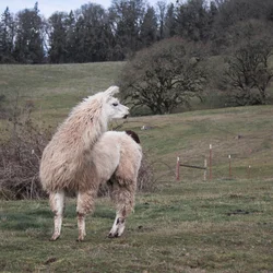 $dolly llama.webp