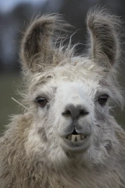 $llama1.webp
