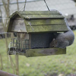 $squirrel thief.webp