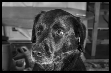 $dog1.webp