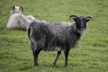 $goat-1.webp