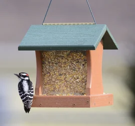 $Downy Woodpecker - Copy (1280x1191).webp $Downy Woodpecker - Copy (1280x1191).webp