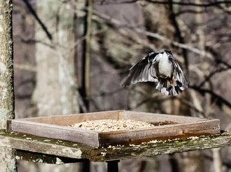 $Full Flaps.webp