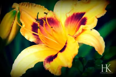 $Flowercopy.webp