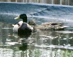 $duckinpool2.webp