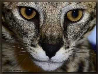 $Kili-Face-closeup-crop.webp