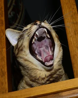 $yawn.webp