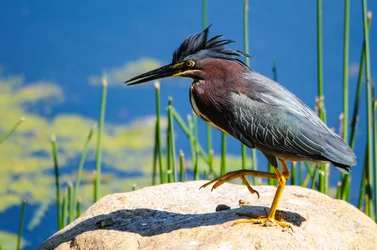 $aud birds 017.webp