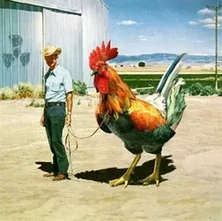 $big cock.webp