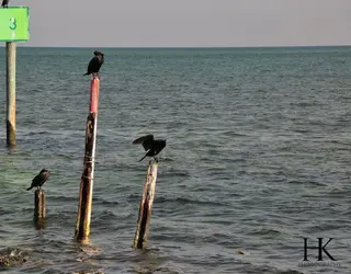 $birdswater.webp