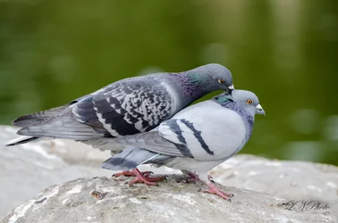 $Pigeons getting it on - resized.webp $Pigeons getting it on - resized.webp