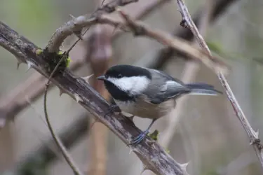 $Black-Capped Chickadee.jpg $Black-Capped Chickadee.jpg