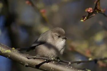 $Bush Tit.webp