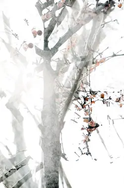 $arbre7.webp