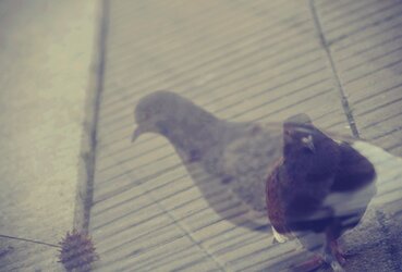 $pigeon.jpg