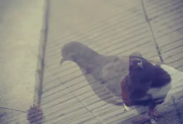 $pigeon.webp