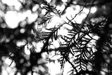 $IMG_3128-Leaves.webp