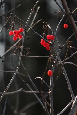 $IMG_52784444.webp