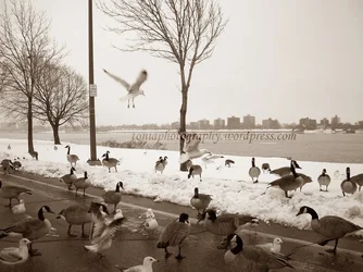 $birds-toni-a-photos1.webp