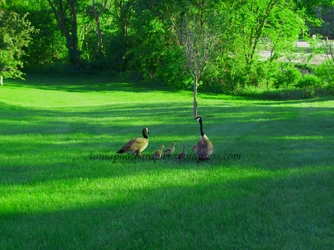 $bird-family.webp