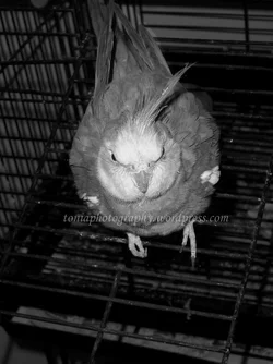 $my-bird-d.webp