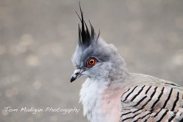 $Pigeon.webp $Pigeon.webp