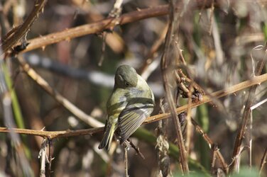 $Ruby-crowned Kinglet.jpg