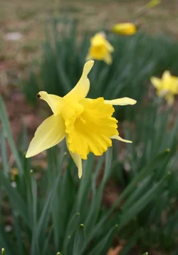 $flower zoom.webp $flower zoom.webp