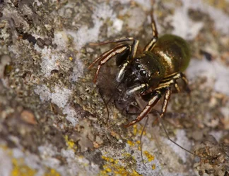 $Heliophanus flavipes.webp
