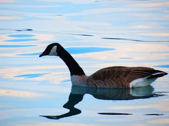 $Lateral goose.webp