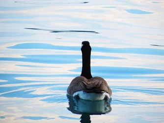 $Posterior goose.webp