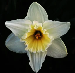 $Flower.webp
