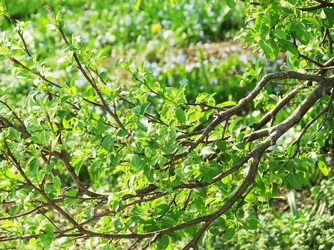$Green branch.webp