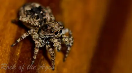 $jumpingSpider4.webp $jumpingSpider4.webp