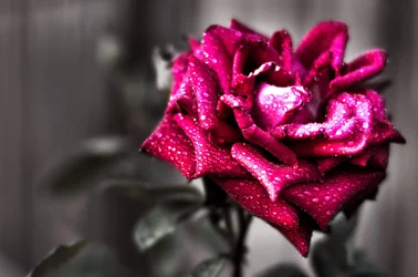 $Rose_HDR_1_1.webp $Rose_HDR_1_1.webp