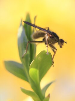 $Long legged fly.jpg