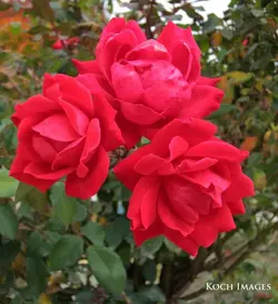 $flowersforsunroom.webp