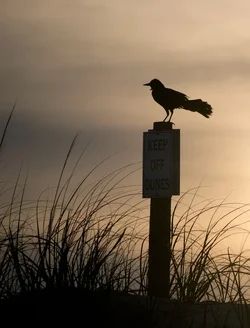 $sunset_silhouette.webp $sunset_silhouette.webp