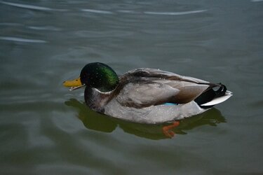 $Duck with water.JPG