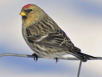 $common_redpoll_hikerboy45.jpg